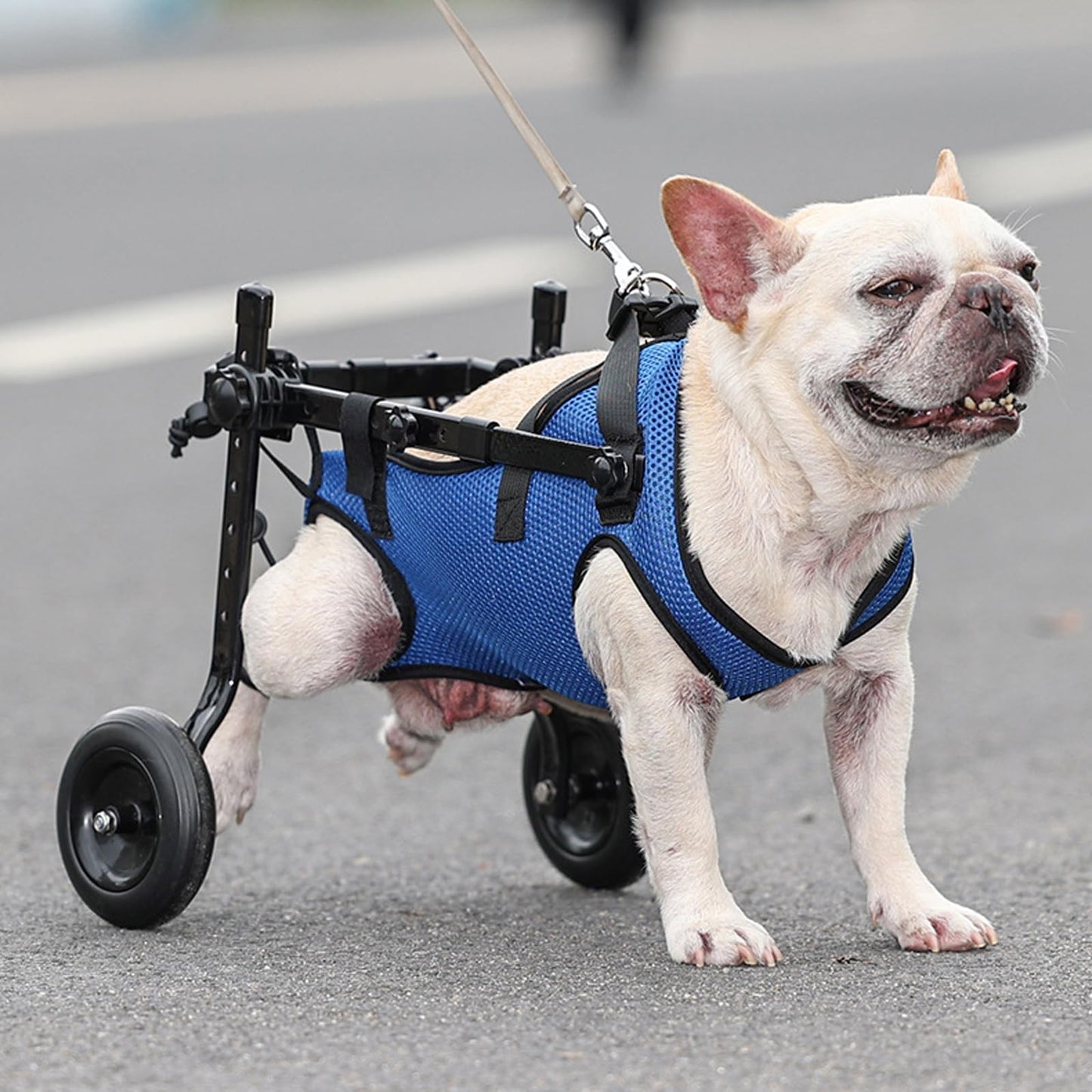 Hunderollstuhl für Hinterbeine, Hundetransportfahrzeug, verstellbarer Hunderollstuhl für behinderte Hinterbeine beim Gehen, für Hinterbeinbehinderung, Lähmung, Verletzung, Hinterbeinschwäche bei Haustieren 
